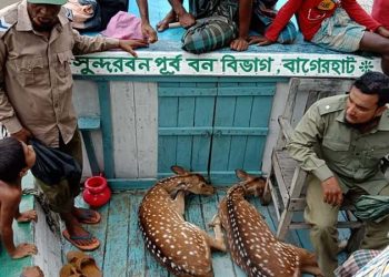 পিরোজপুরে লোকালয় থেকে চিত্রা হরিণ উদ্ধার