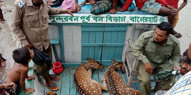 পিরোজপুরে লোকালয় থেকে চিত্রা হরিণ উদ্ধার