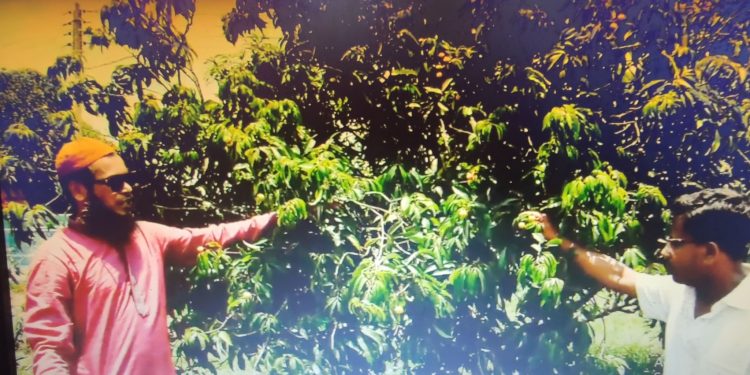 খাগড়াছড়িতে লিচুর ভয়াবহ ফলন বিপর্যয়ে র্অথসংকটে বাগান মালিকরা