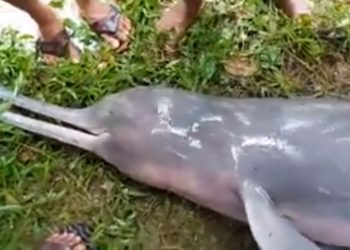 চট্টগ্রামে হালদা নদীর শাখা খালে ভেসে এলো একটি মরা ডলফিন