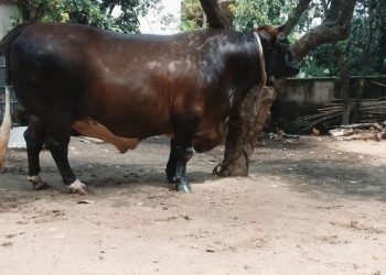 শখের পালা গরু “বিজয়” তার নাম, ২৫ লাখ  দাম