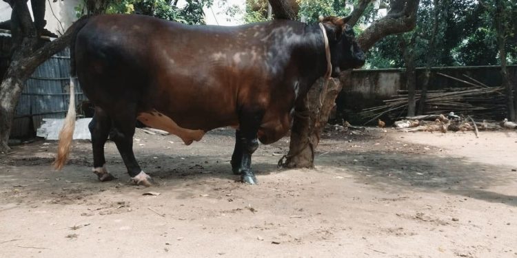 শখের পালা গরু “বিজয়” তার নাম, ২৫ লাখ  দাম