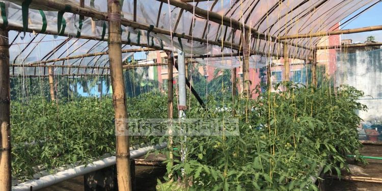 হাইড্রোপনিক পদ্ধতিতে প্রায় এক লক্ষ টাকার ফলন পেতে ছাদ বাগানে এক দৃষ্টান্ত তৈরী করলেন সি.এম.পি ডবলমুরিং থানার ওসি মহসিন