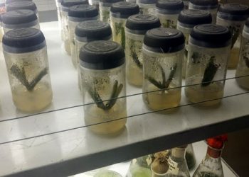 দীর্ঘ ৬ মাস মহাকাশ ভ্রমণ করলো বাংলাদেশের ধনিয়া বীজ!