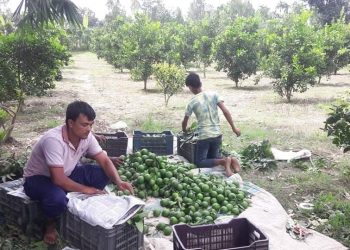 রাণীশংকৈলে মাল্টা চাষের দিকে ঝুঁকছে প্রান্তিক পর্যায়ের কৃষকরা