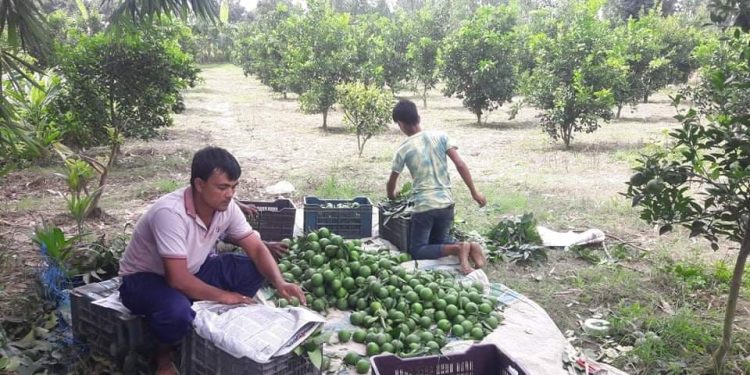রাণীশংকৈলে মাল্টা চাষের দিকে ঝুঁকছে প্রান্তিক পর্যায়ের কৃষকরা