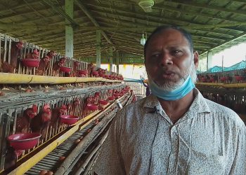 লেয়ার জাতের মুরগীর খামার করে সফল উদ্যোক্তা মামুনুর রশিদ