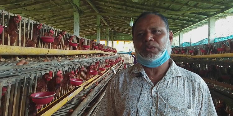 লেয়ার জাতের মুরগীর খামার করে সফল উদ্যোক্তা মামুনুর রশিদ