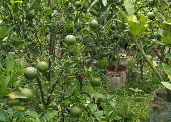 দেশের বাজারে বেড়েছে সবুজ মাল্টার চাহিদা