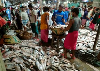 ভরা পূর্ণিমা ঘিরে ইলিশে ইলিশে ভরপুর চাঁদপুরের মাছঘাট