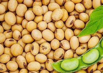 ব্রাজিল সয়ামিল রফতানি বাড়িয়েছে