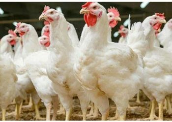 কেজি প্রতি ব্রয়লার মুরগিতে দাম বেড়েছে ,মূল্য বৃদ্ধি পেয়েছে ডিমের হালিতেও