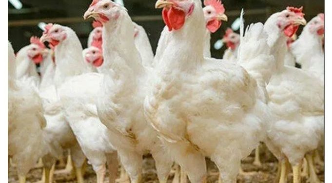 কেজি প্রতি ব্রয়লার মুরগিতে দাম বেড়েছে ,মূল্য বৃদ্ধি পেয়েছে ডিমের হালিতেও