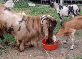 ডোরাকাটা ছাগল যার ওজন তিন মণ