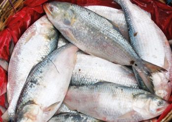 ইলিশের ভরপুর তবুও দাম বেশি