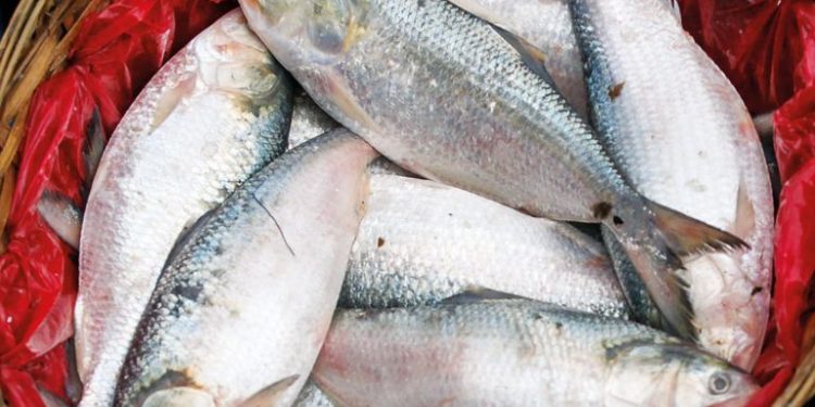 ইলিশের ভরপুর তবুও দাম বেশি