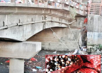 ভাগাড়ে সারি সারি পচা পেঁয়াজের স্তূপ