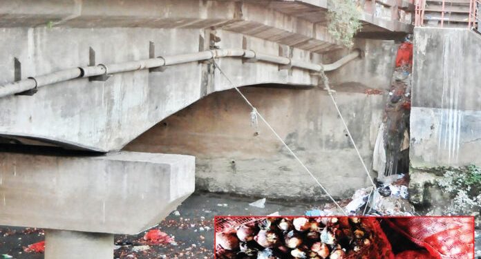 ভাগাড়ে সারি সারি পচা পেঁয়াজের স্তূপ