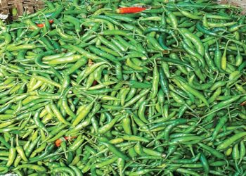 দাম কমায় আমদানি বন্ধ কাঁচামরিচের