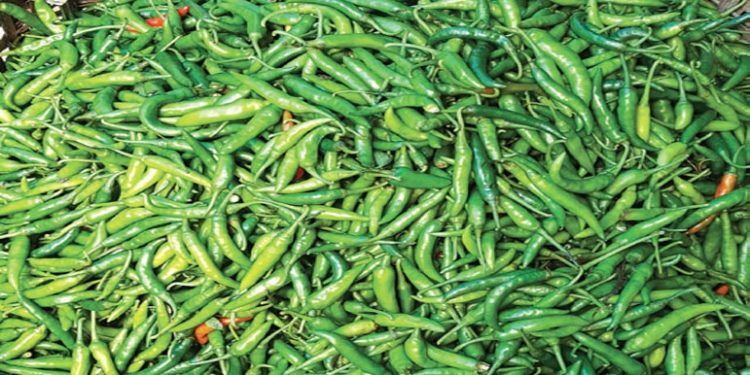 দাম কমায় আমদানি বন্ধ কাঁচামরিচের