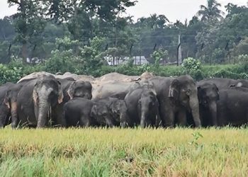 শেরপুরে বন্যহাতির তান্ডবে আতঙ্ক