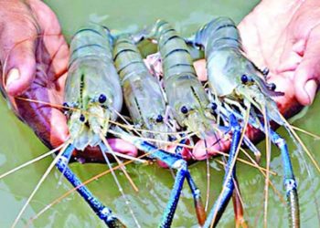 চিংড়ির দাম নিয়ে  হতাশ জেলেরা