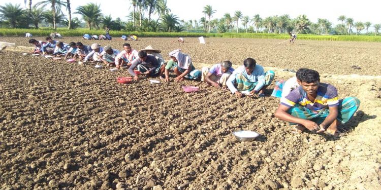 কৃষকের আগ্রহ নেই রসুন চাষে