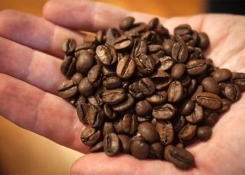 ধস নেমেছে কপি রপ্তানিতে