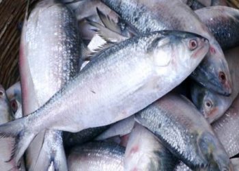 আকাল পরেছে ইলিশের বাজারে