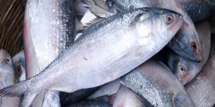 আকাল পরেছে ইলিশের বাজারে