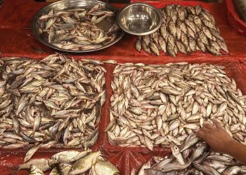 মাছের বাজারে মন্দা