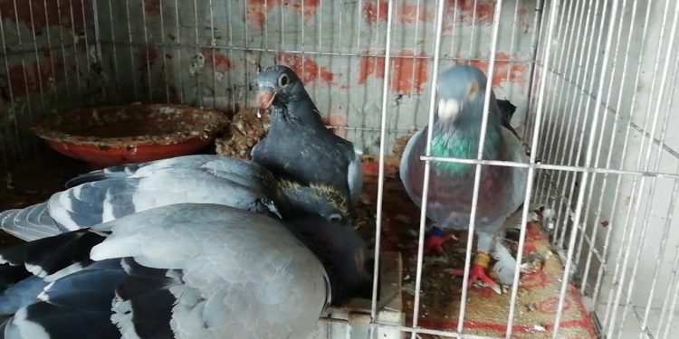 উদ্ধার করা হয় ২২ লাখ টাকার রেসার কবুতর,গ্রেপ্তার ২