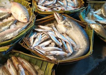 বেড়েছে মাছের দাম সরবারহ কম বাজারে