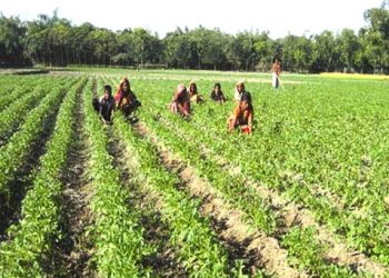 ৮০ টাকা আলুর কেজি !