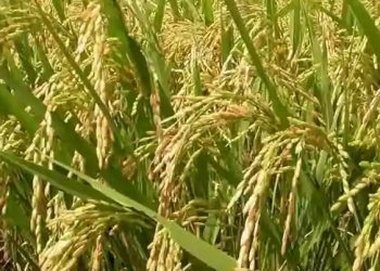 কৃষককে ন্যায্যমূল্য দিতে চাইলে বাড়াতে হবে চালের দাম