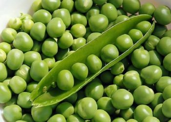 আমদানি শুরু হয়েছে ভারতীয় মটরশুটি