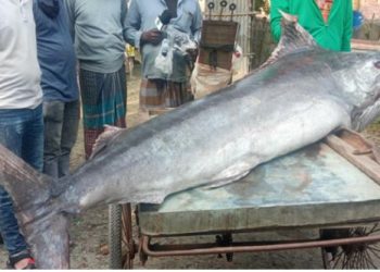 জালে ধরা পড়েছে ১৫০ কেজি মাছ