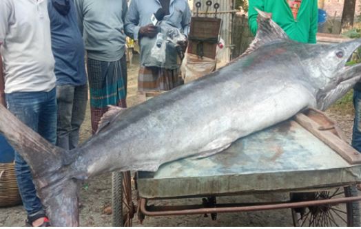 জালে ধরা পড়েছে ১৫০ কেজি মাছ