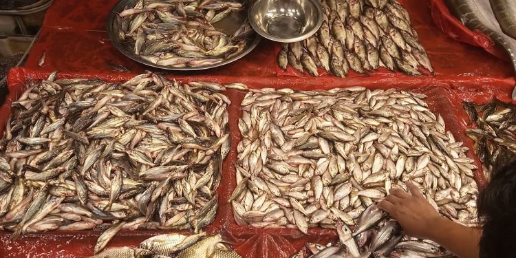 জেলেরা মাছের দামে খুশি