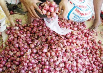 ভেদ করে বড় হচ্ছে পেঁয়াজের গাছ!