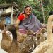 গ্রামীণ অর্থনীতির চাকা চাঙা হচ্ছে হাঁসপালনে