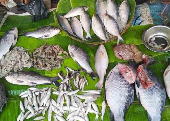 বাগেরহাটের মৎস্য আড়ত সামুদ্রিক মাছের বেচাকেনায় সরগরম