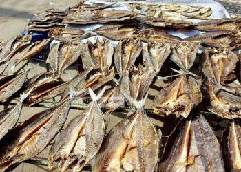 ব্যবসায়ীদের অভিযোগ শুটকি প্রক্রিয়াজাতের স্থায়ী কোনো জমি নেই