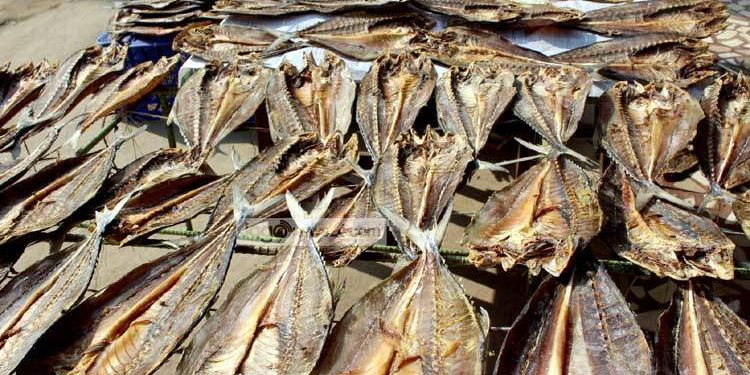 ব্যবসায়ীদের অভিযোগ শুটকি প্রক্রিয়াজাতের স্থায়ী কোনো জমি নেই