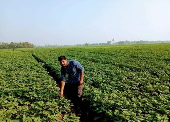 আগাম আলু চাষীরা লোকসানে পড়লেও বীজ সংরক্ষনে লাভের আশায় দিন গুনছেন