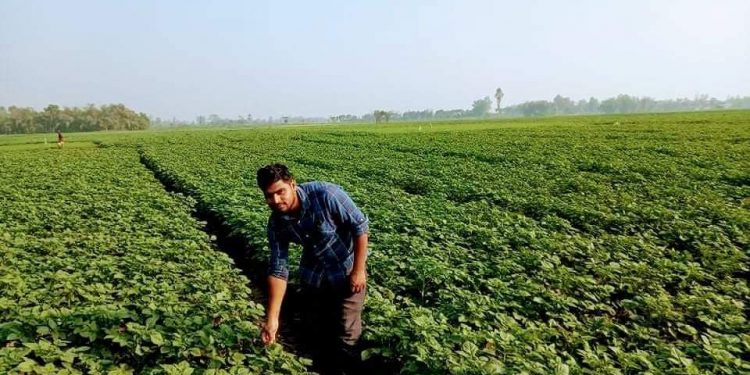 আগাম আলু চাষীরা লোকসানে পড়লেও বীজ সংরক্ষনে লাভের আশায় দিন গুনছেন
