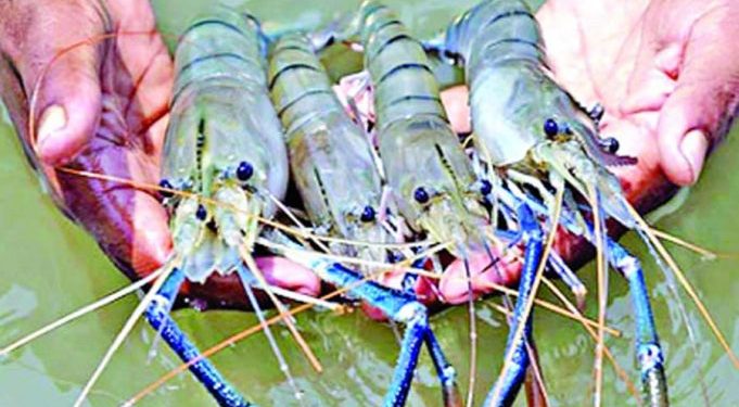চিংড়িতে বেড়েছে রফতানি আয়