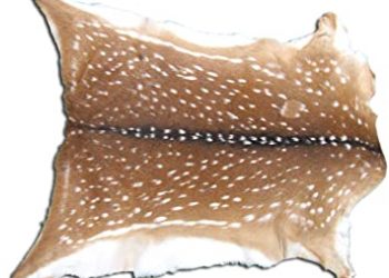 পাঁচটি হরিণের চামড়াসহ পাচারকারী আটক