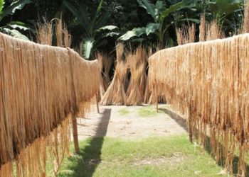 কাঁচা পাটের অবৈধ মজুত