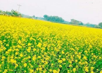 কৃষকের মুখে হাসি সরিষার ভালো ফলন